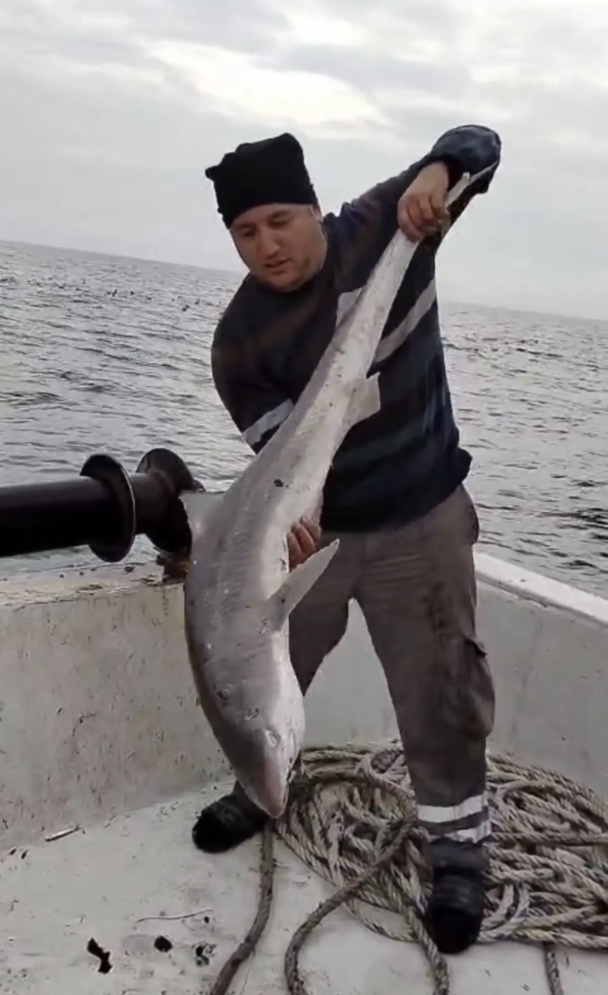 Bartın'da Balıkçıların Ağına Camgöz Köpek Balığı Takıldı