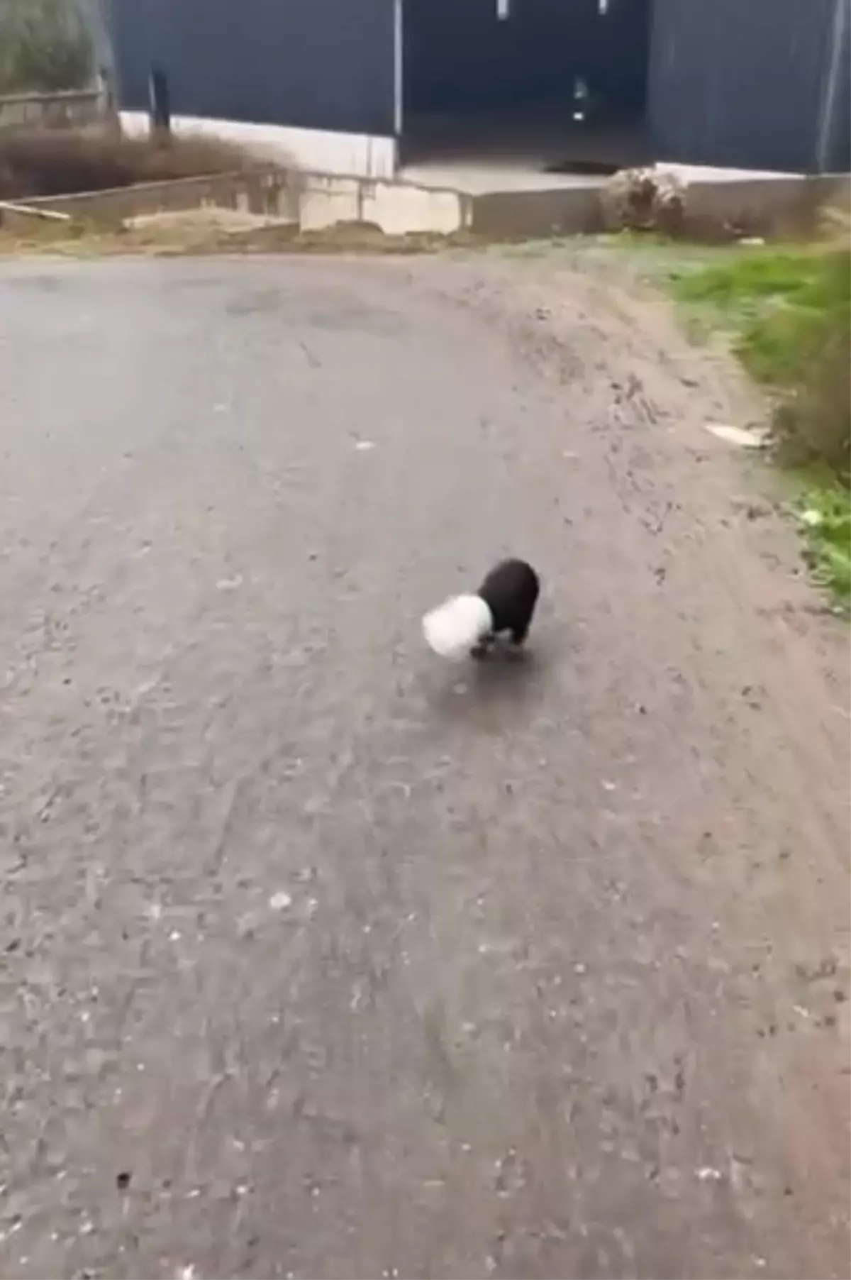 Yalova'da Yavru Köpek Plastik Kaba Sıkıştı, Kahraman Şoför Kurtardı