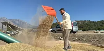 Çorum'da Çiftçiler Geleneksel Yöntemle Çeltik Kurutuyor