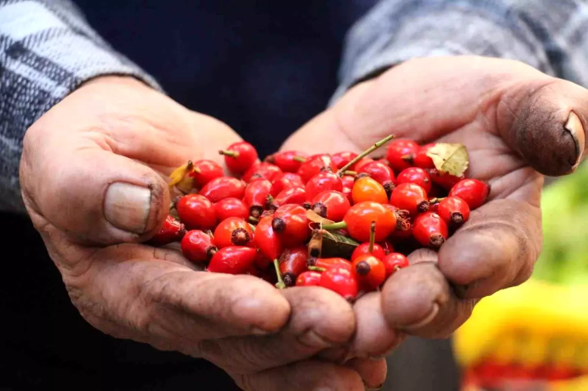 Kış Aylarının Şifa Kaynağı: Kuşburnu Pazar Tezgahlarında