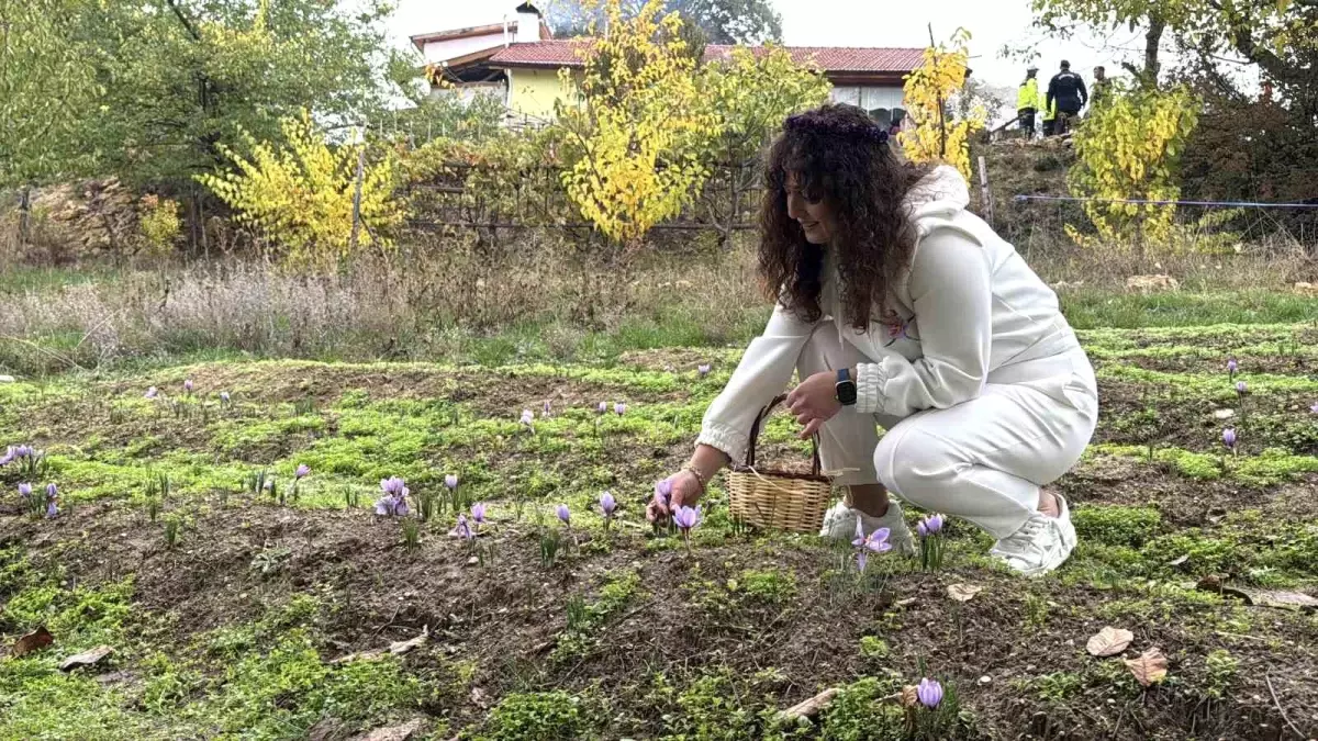Safranın Kilogram Fiyatı 600 Bin Lira Olacak