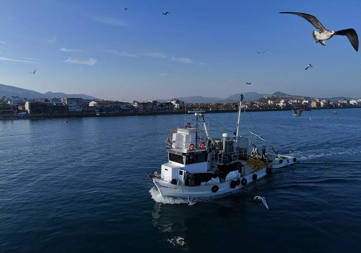 Ege Balıkçılarında Sardalya Bereketi