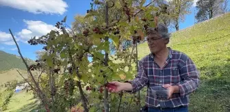 Giresun'da Ahududu ve Böğürtlen Hasadı Başladı