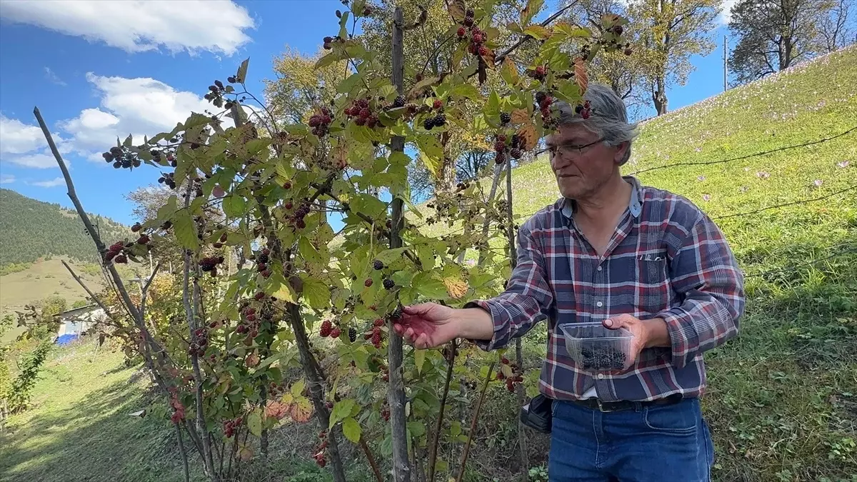 Giresun'da Ahududu ve Böğürtlen Hasadı Başladı