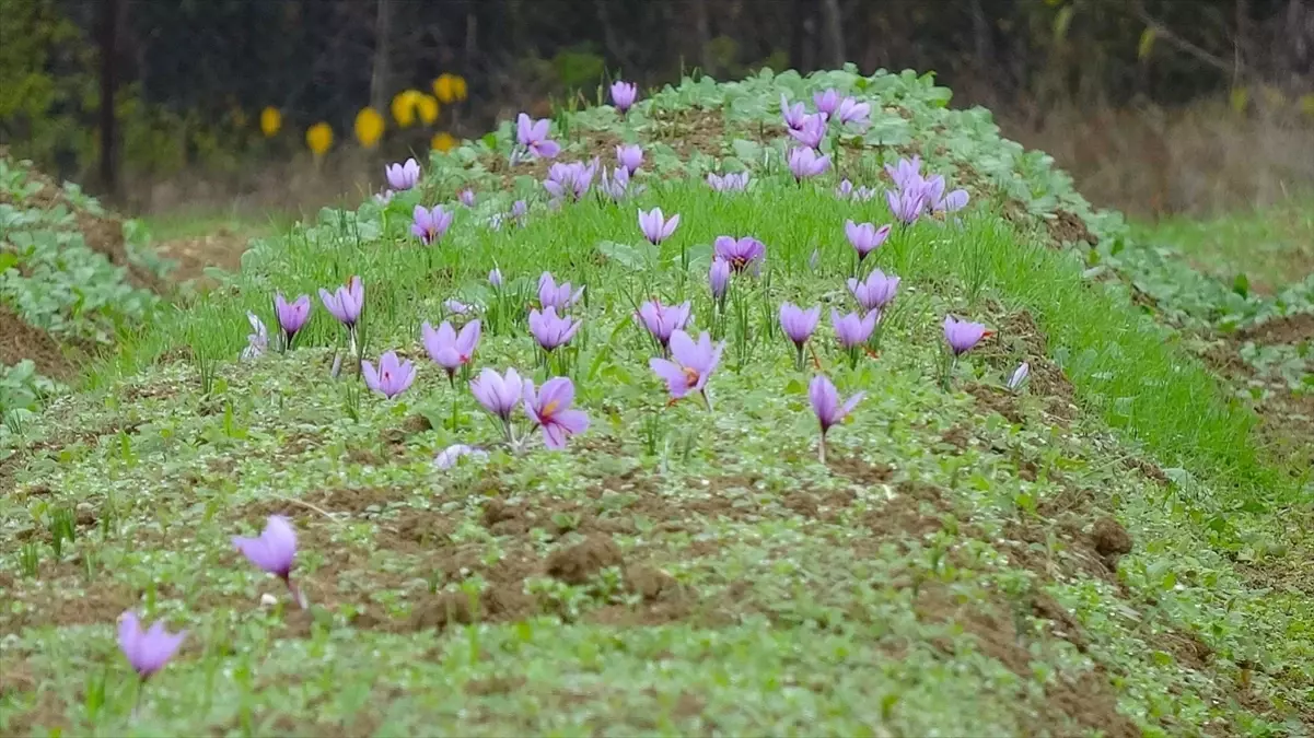 9. Safran Festivali Karabük'te Coşkuyla Tamamlandı