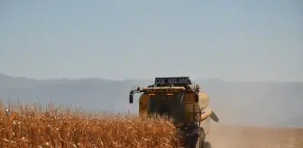 Muş'ta Dane Mısırdan Beklentilerin Üzerinde Verim