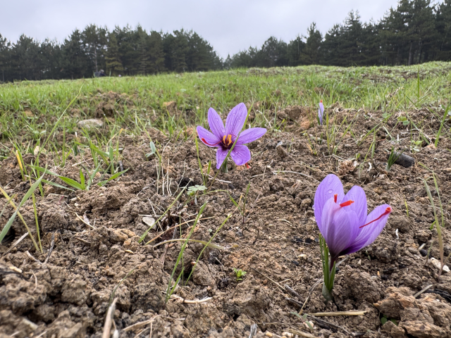 The 9th Saffron Festival and Harvest was held in Safranbolu