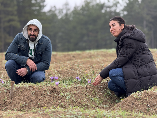 The 9th Saffron Festival and Harvest was held in Safranbolu