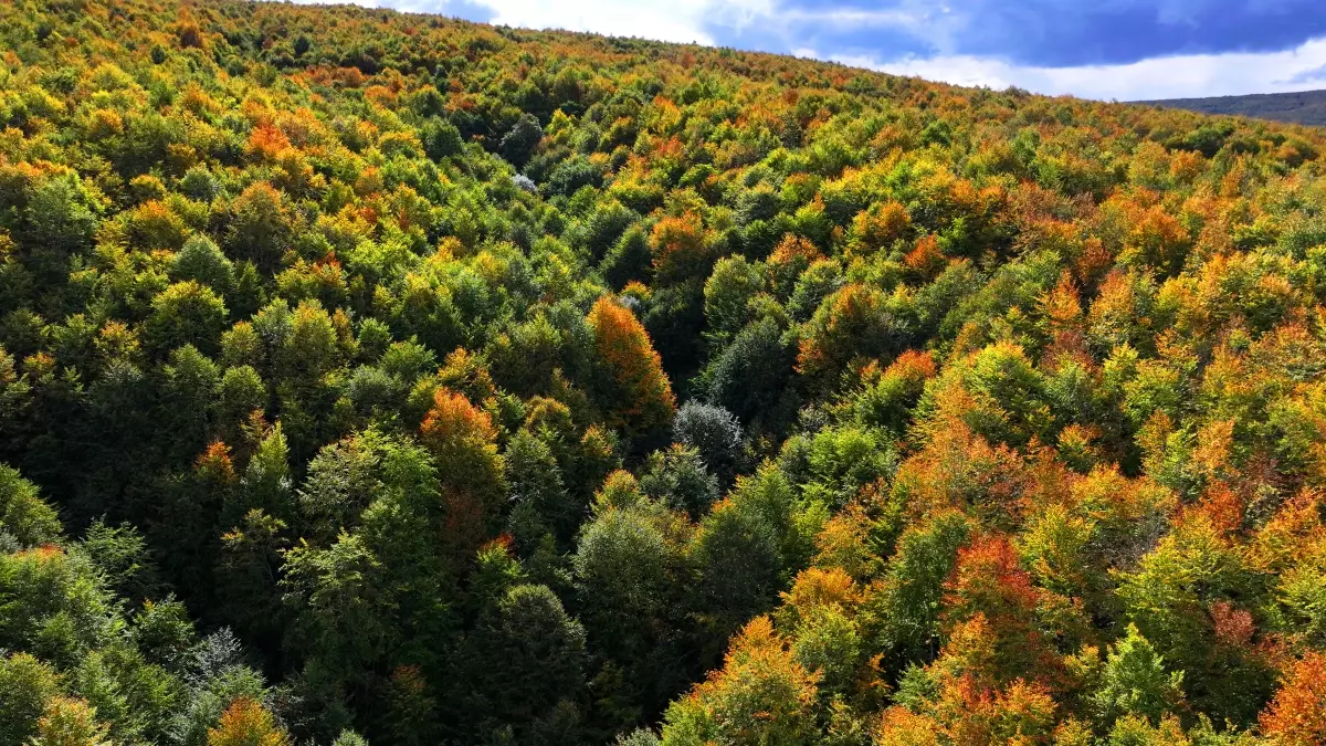 Sakarat Yaylası'nda Sonbahar Güzellikleri Havadan Görüntülendi