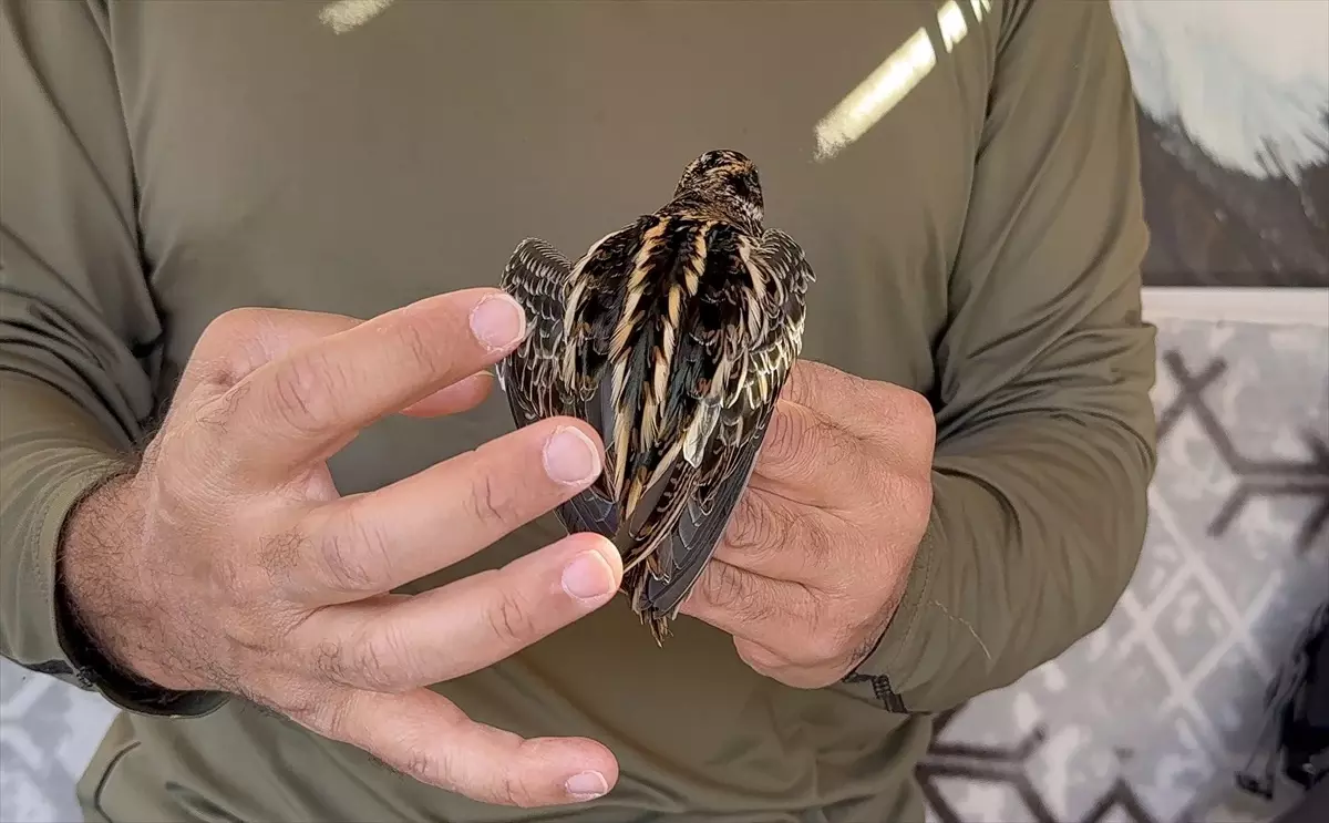 Nadir Görülen Küçük Suçulluğu Iğdır'da Halkalandı