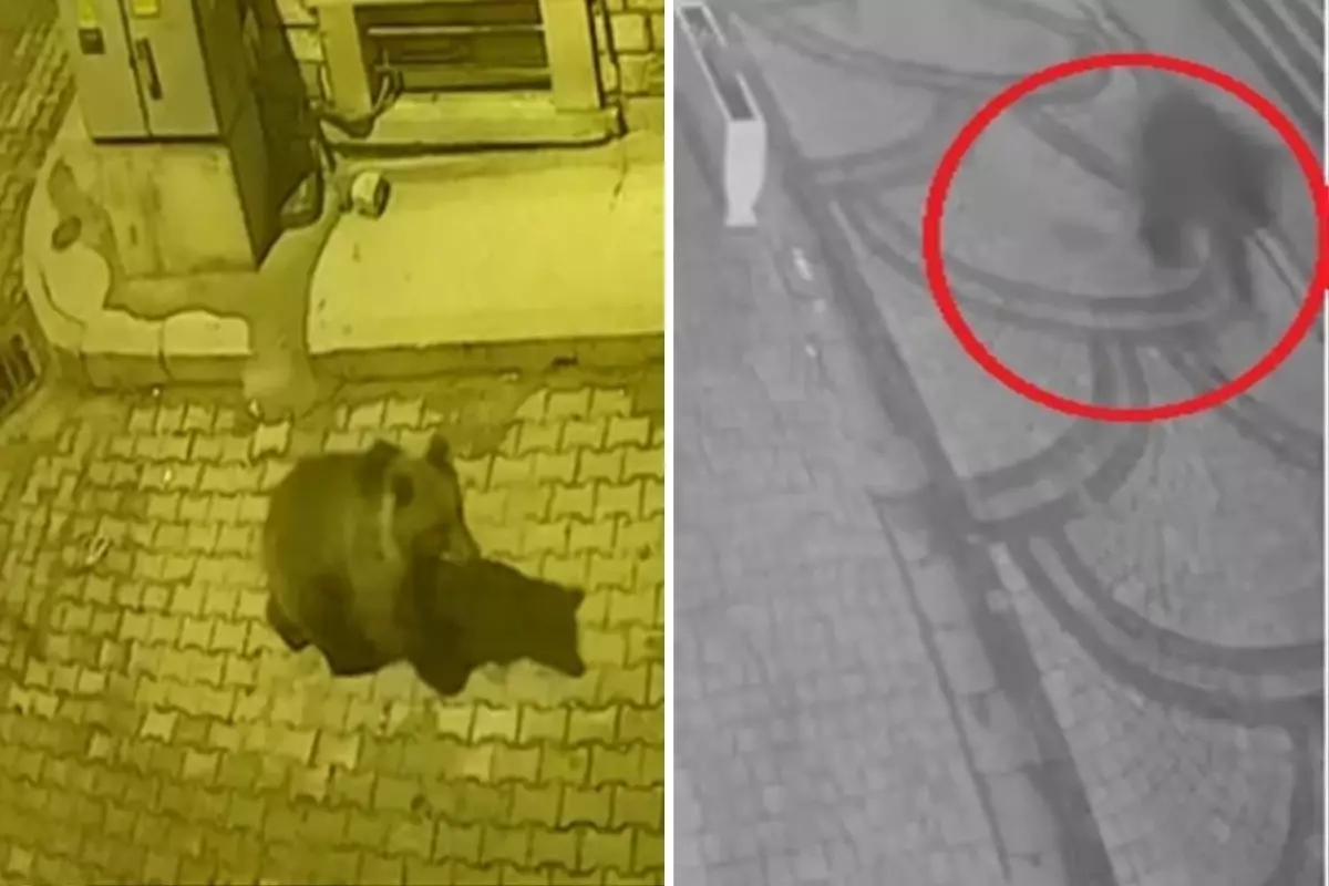 Aç kalan ayı sokaklara indi, köpekler kovaladı! İlginç anlar kameralarda