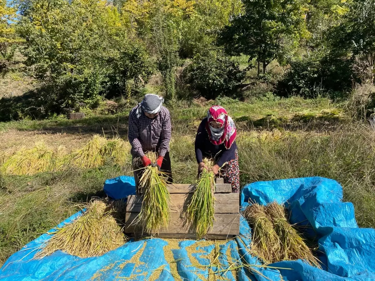Yusufeli'nde Geleneksel Çeltik Hasadı Sürüyor