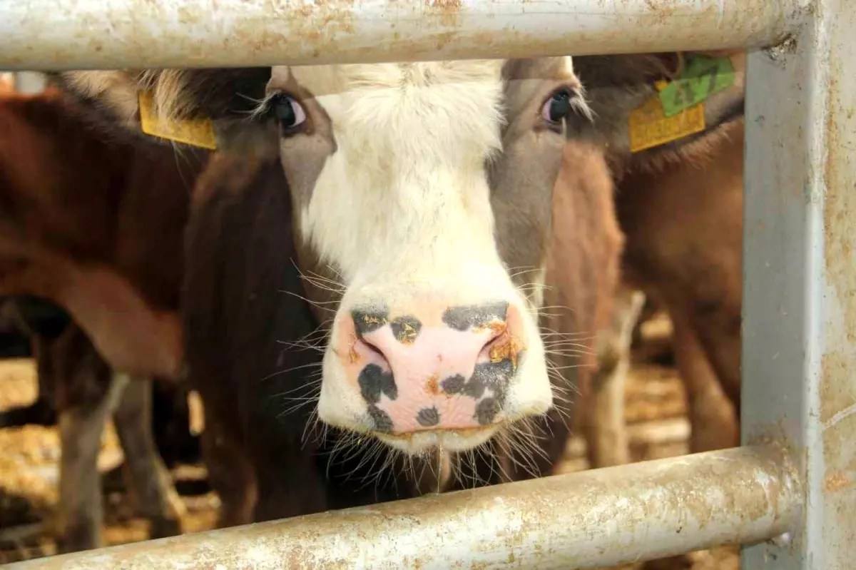 Denizli'nin Çal İlçesinde Şap Hastalığı Nedeniyle Karantina Uygulaması Başlatıldı