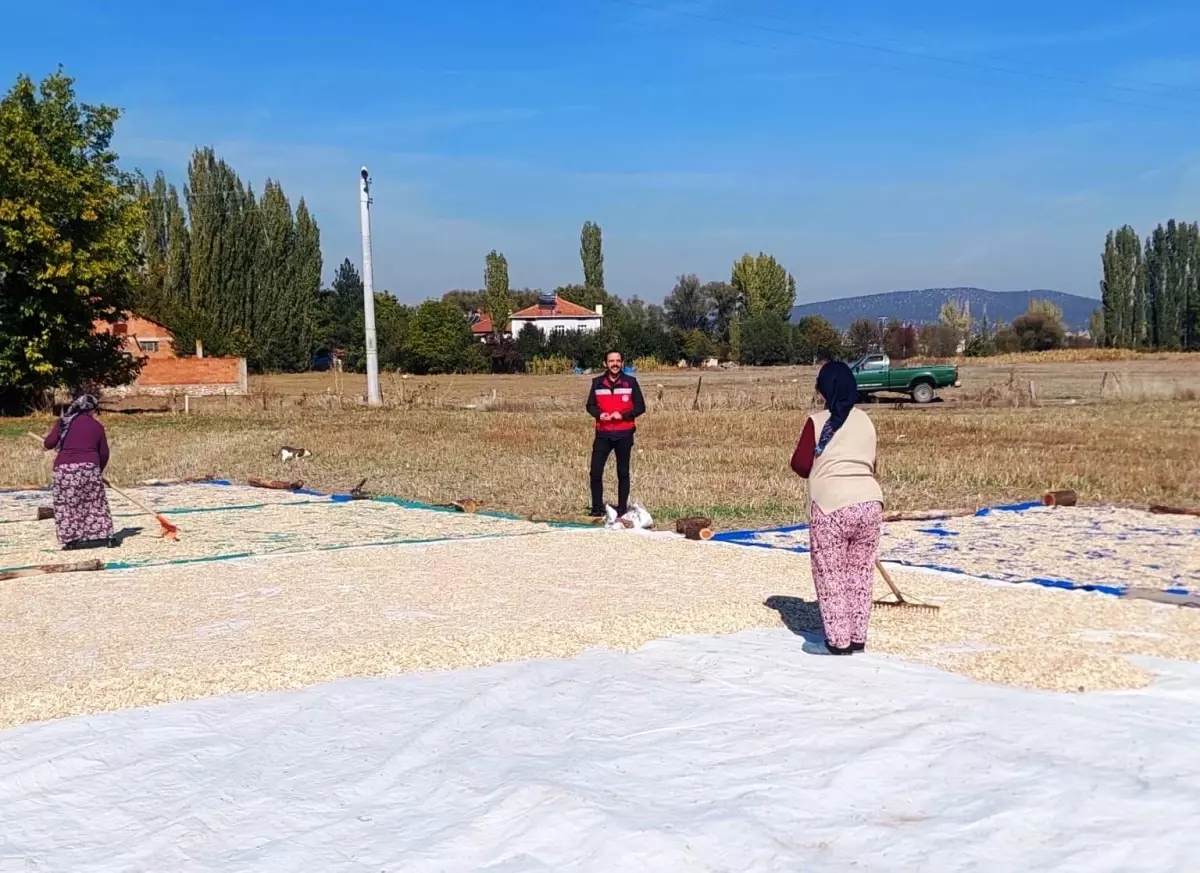 Kütahya'da Çerezlik Kabak Hasadı Başladı