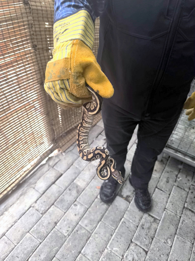 A fine was imposed on the person from whom a baby python came out of his pocket