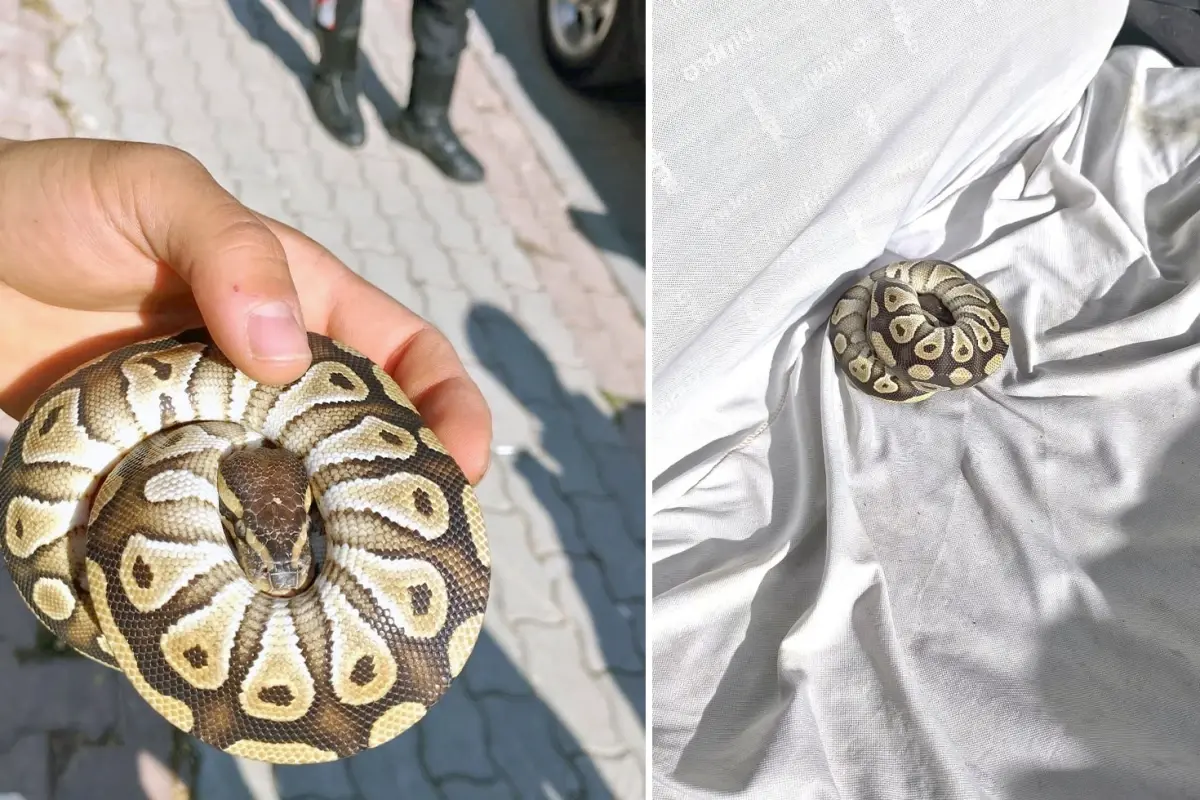 Ne silah ne de uyuşturucu! Asayiş kontrolünde cebinden çıkan şok etti
