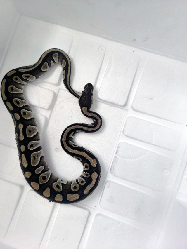 A fine was imposed on the person from whom a baby python came out of his pocket