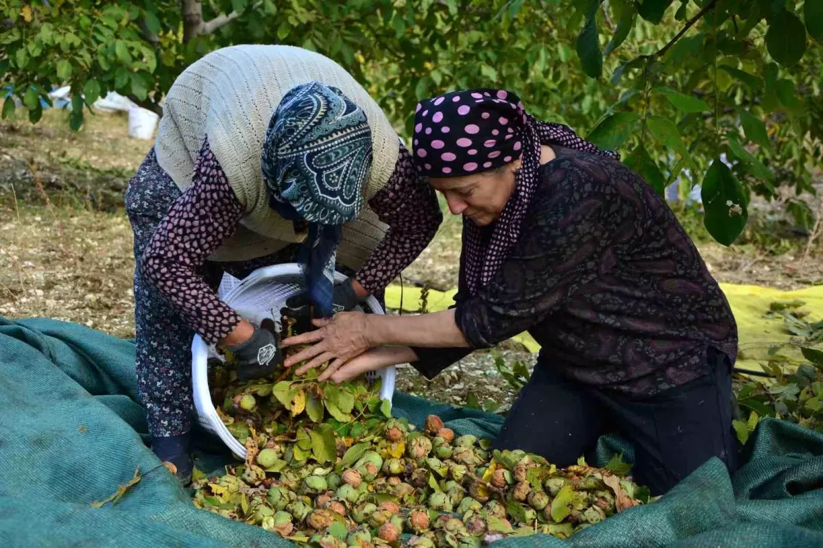 Demirci'de Ceviz Hasadı Başladı