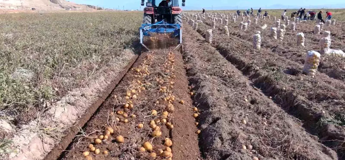 Erciş'te Kışlık Patates Hasadı Başladı
