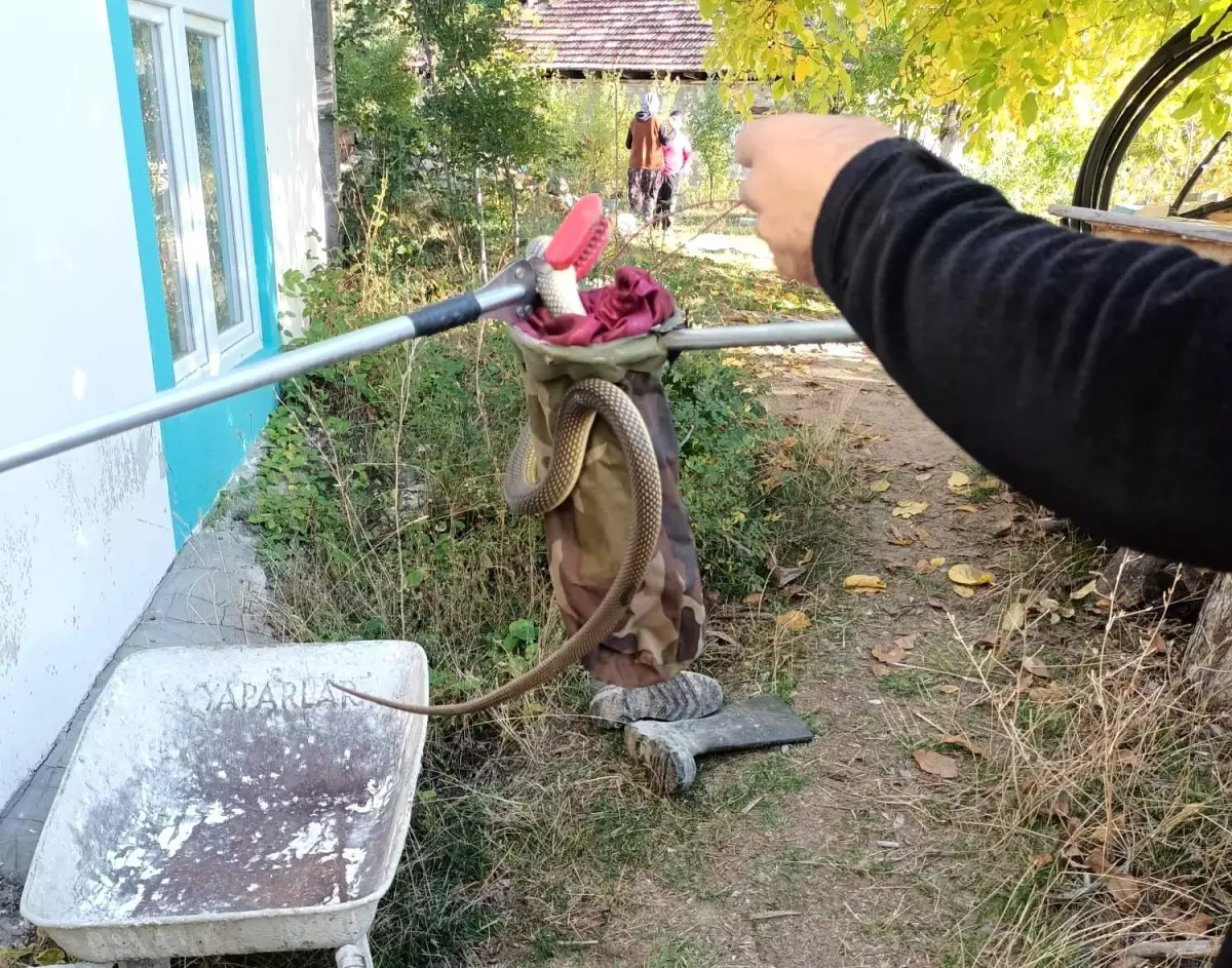 Denizli'de Yılan Korkusu: İtfaiye Ekipleri Yılanı Yakaladı