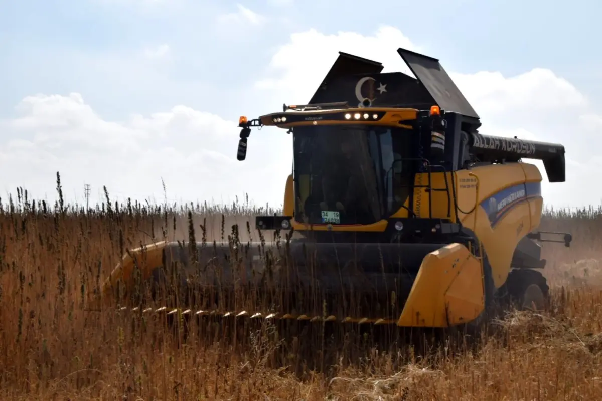 Konya Ovası'nda Endüstriyel Kenevir Hasadı Başladı