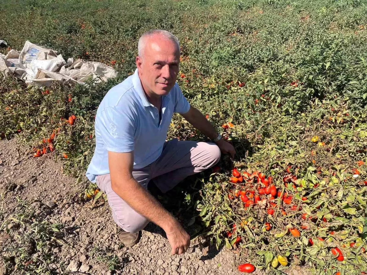 Londra'da Fast Food Zinciri Kurdu, Üretime Tarımla Devam Etti
