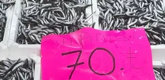 Ordu'da Hamsi Fiyatları Düşerek 70 Liradan Satışa Sunuluyor