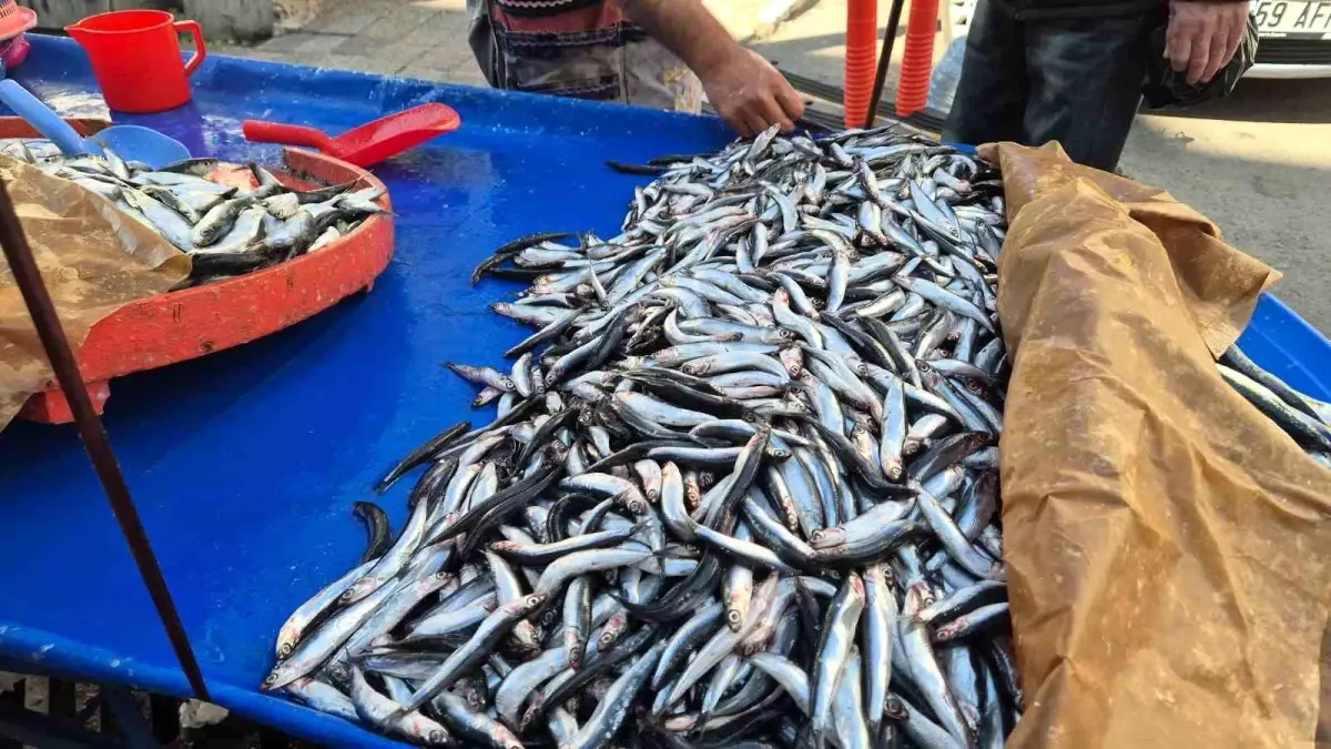 Tekirdağ'da Hamsi ve Sardalya Fiyatları Düşüşte