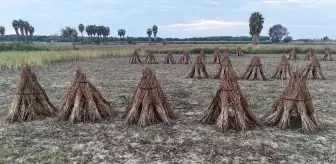 Antalya'nın Coğrafi İşaretli Manavgat Altın Susamı, AB Tescili İçin Gün Sayıyor