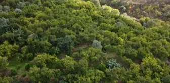 İnhisar'da Deve Dişi Nar Üretimi Başarıyla Devam Ediyor