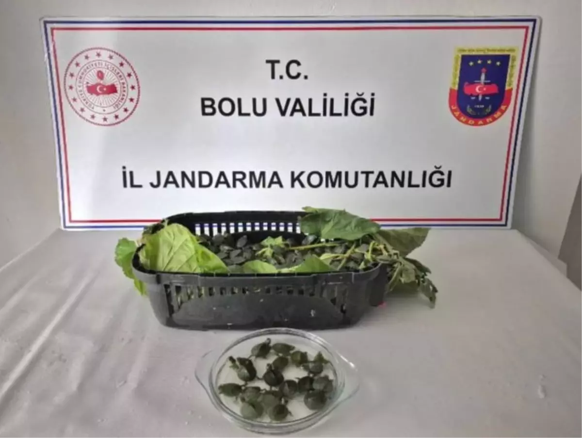 Bolu'da 500 İstilacı Su Kaplumbağası Ele Geçirildi
