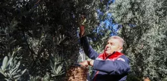 Artvin'de Butko Zeytini Hasadı Başladı