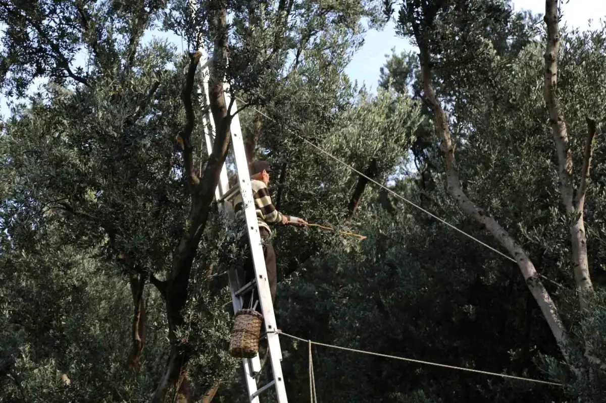 Butko Zeytini Hasat Sezonu Başladı