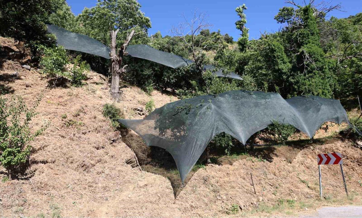 Aydın'da Don Afeti Nedeniyle Üreticilere 50 Milyon Liralık Destek