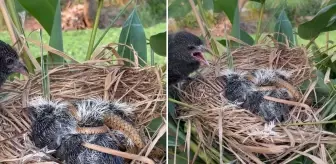 Bir annenin çaresizliği: Kayda alan kişi müdahale etmedi, videoyu izleyenler kahroldu