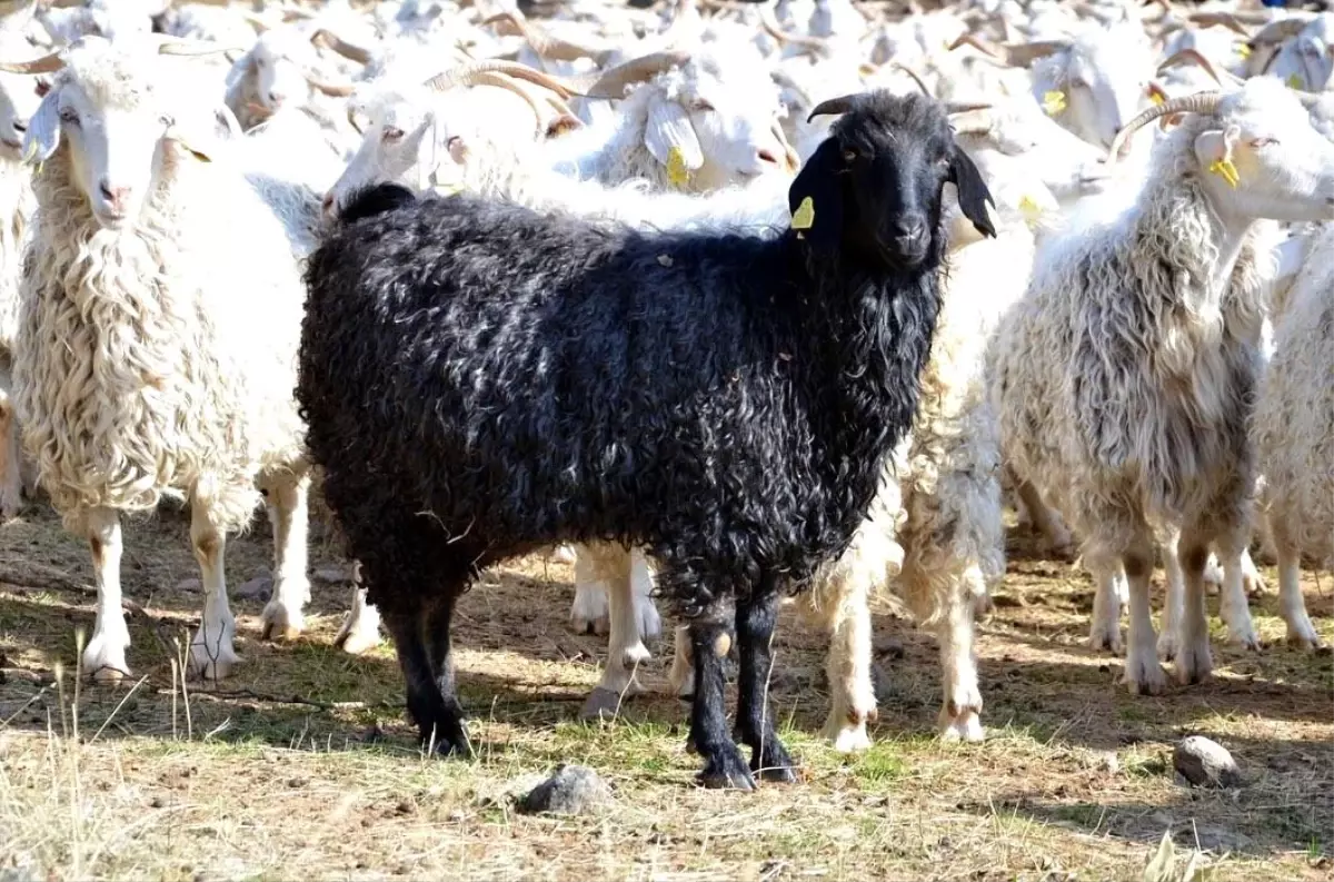 Tiftik Keçisi Üretimi İçin Bolu'ya 3 Milyon Lira Destek