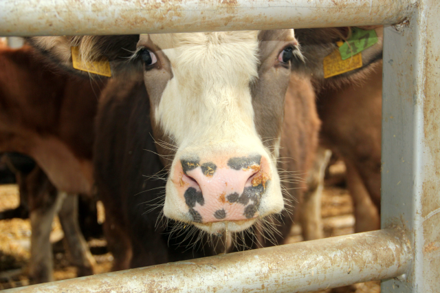 Quarantine Measures Initiated Due to Foot-and-Mouth Disease in the Çal District of Denizli