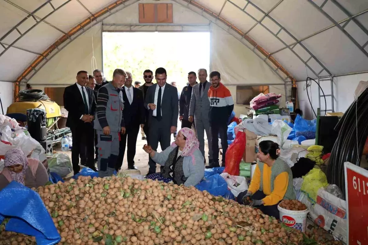 Dinar'da Ceviz Hasadı Başladı, Çiftçiler Mutlu