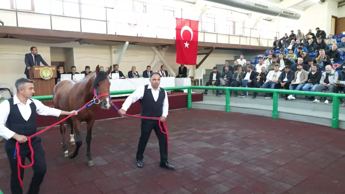 Elit Tay Satışında Rekor Fiyat: 'Hızlı Yasin' 10,5 Milyon Liraya Satıldı