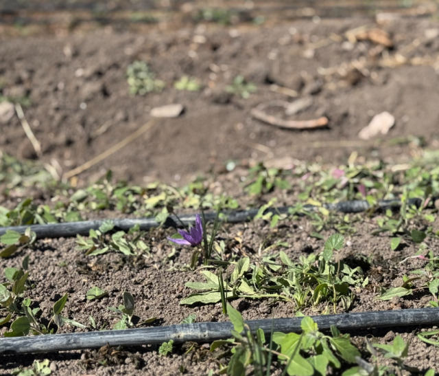 He planted when he became unemployed, his life changed! He sells it for 200-300 thousand TL per kilo