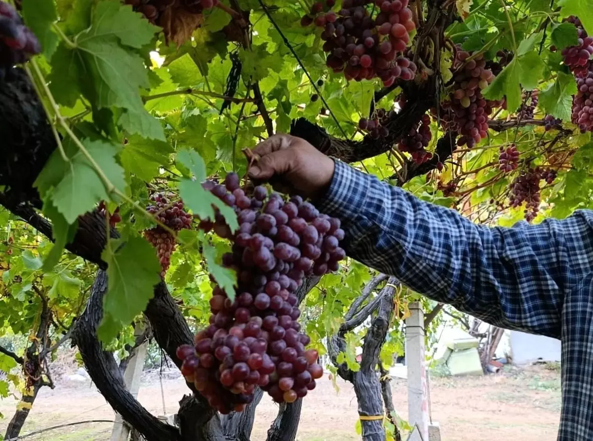 Manisa'da Üzüm Üreticisinden Rekor Salkım: 1 Kilo 740 Gram