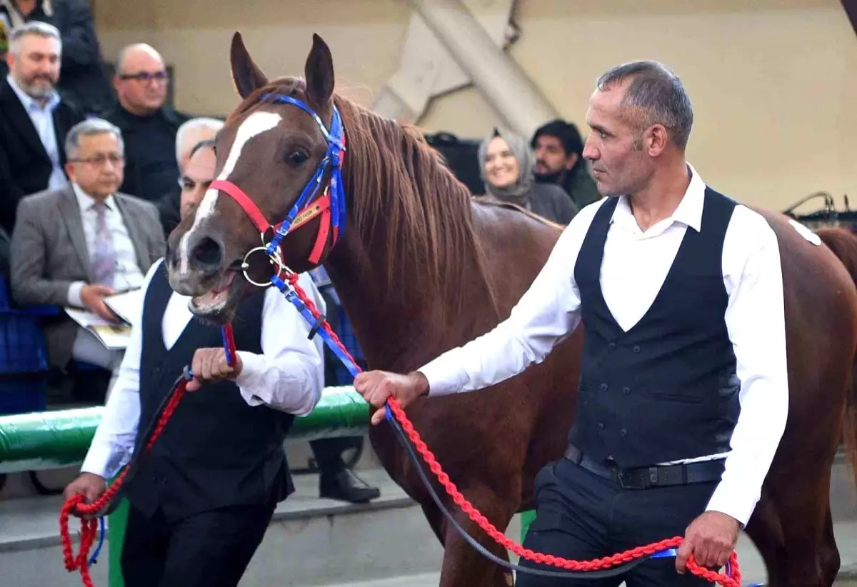 Malatya'da Geleceğin Şampiyon Tayları Açık Artırmayla Satıldı