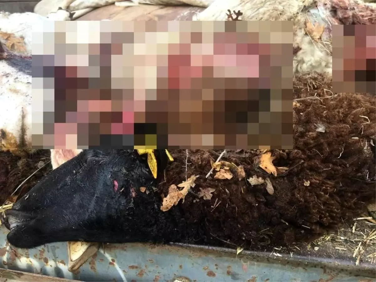 Bilecik'te Kurt Saldırısı: Koyunlar Telef Oldu