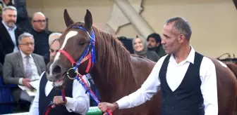 Arap Tayı 'Hızlı Yasin' 10.5 Milyon Liraya Satıldı