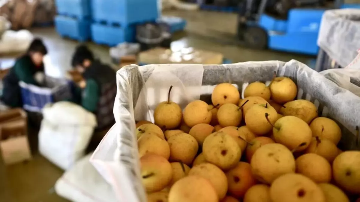 Çin'de Nanguo Armudu İşleme Tesisleri Üretim Sezonuna Girdi