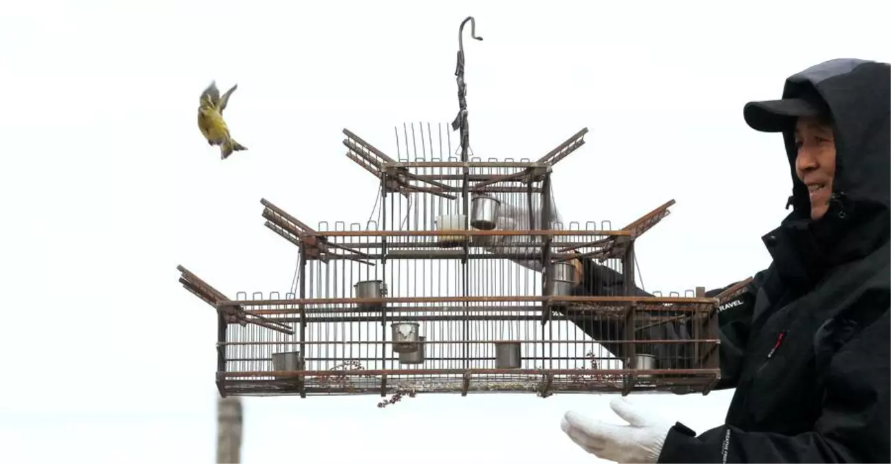 Çin'in Harbin Kentinde Yaban Hayatı Koruma Çalışmaları