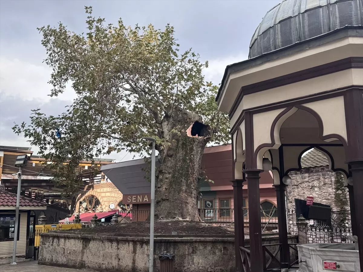 Bursa'daki Ulu Cami Bahçesindeki Tarihi Çınar Daldan Koptu