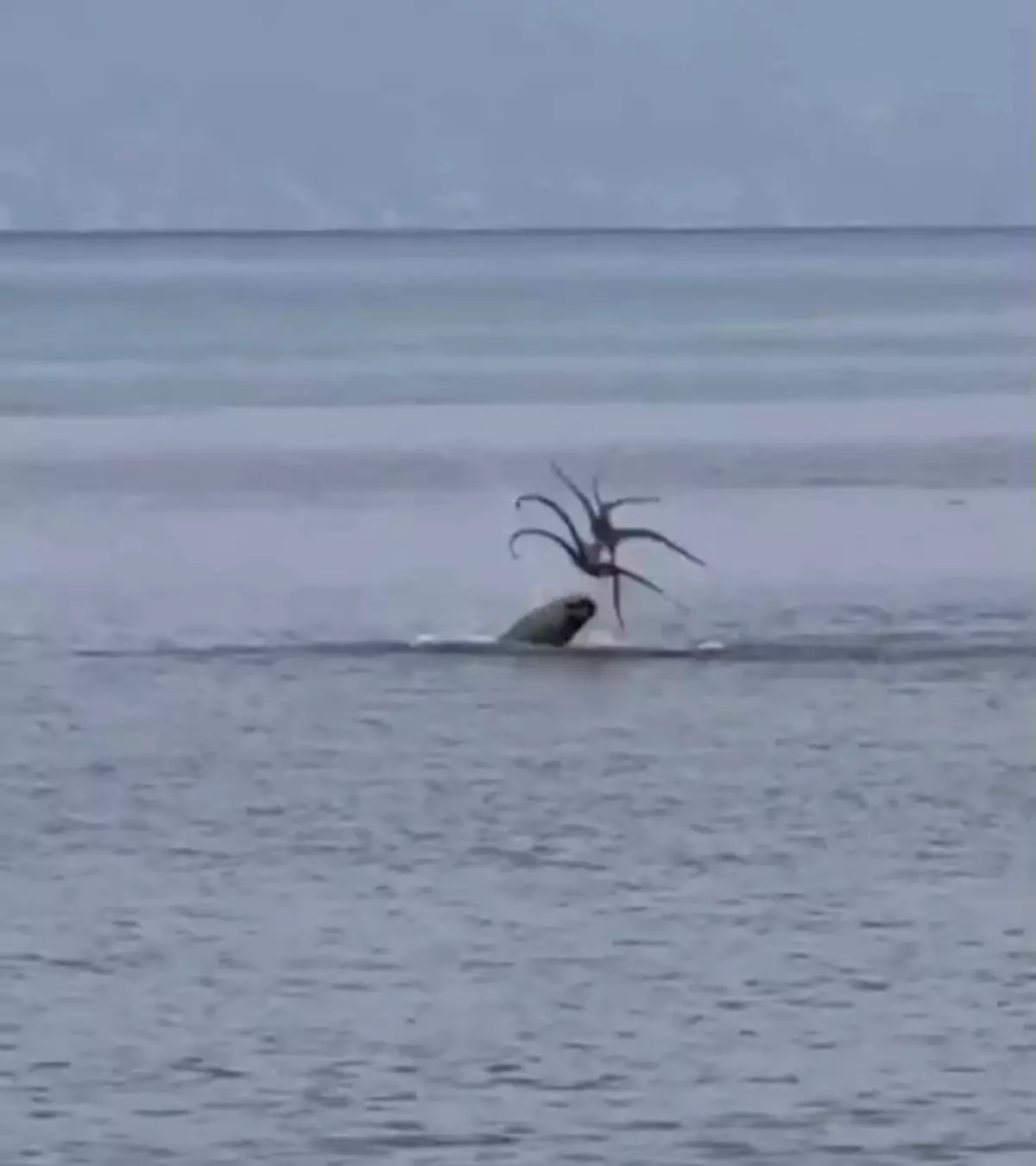 Çeşme'de Nesli Tükenmekte Olan Akdeniz Foku Görüntülendi