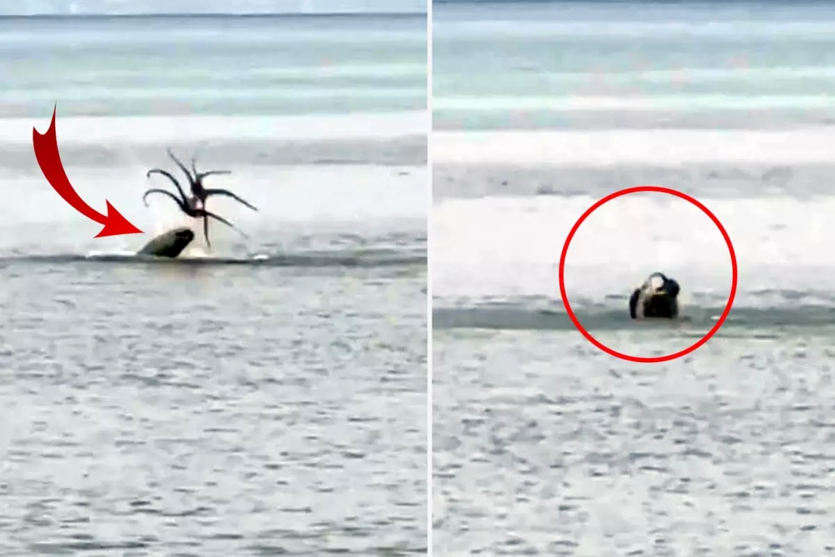 Çeşme'de Akdeniz foku, avladığı ahtapotu yerken görüntülendi