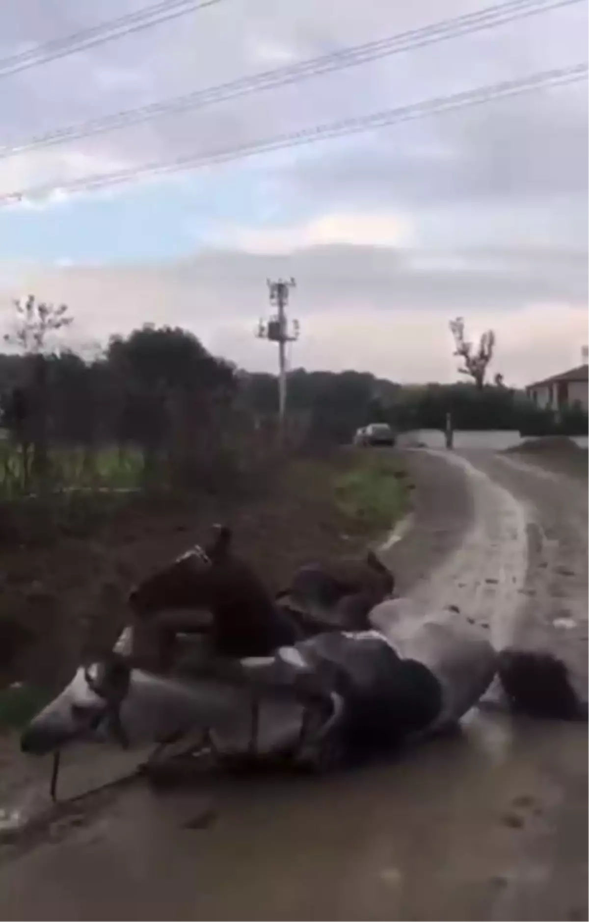 Kocaeli'de Kaçak Elektrik Hattı, İki Atı Elektrik Çarptı